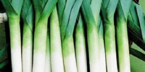 Praziluk - kada berbu i kako čuvati usev, vreme